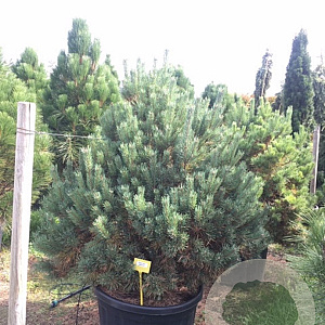 Pinus sylv. 'Watereri' 100-125 cm cont. 180L