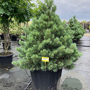 Pinus sylv. 'Watereri' 100-125 cm cont. 180L breed