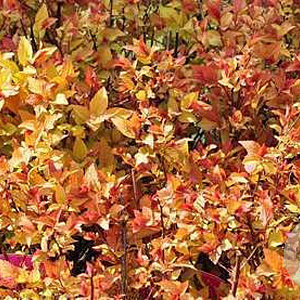 Spiraea jap. 'Firelight' GM P15