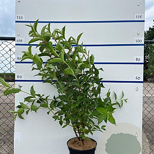 Weigela 'Bristol Ruby' 80-100 cm 7,5L