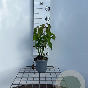 Cornus sericea 'Kelseyi' 30-40 cm C1.3