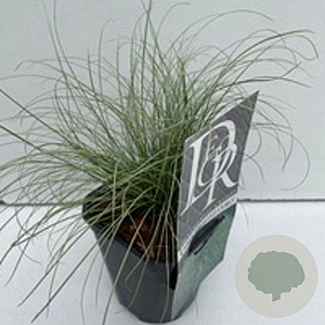 Carex 'Frosted Curls' GM 2,0L