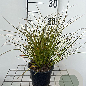 Carex testacea 20-25 cm C1.3