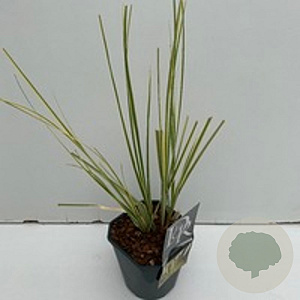 Cortaderia sell. 'Mini Goldpampas' GM C5