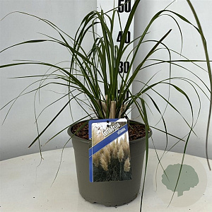 Cortaderia selloana GM C5