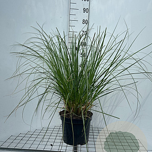 Cortaderia s. 'Pumila' GM C5