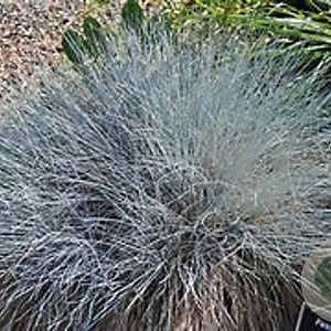 Festuca 'Elijah Blue' C1.5 wortelecht