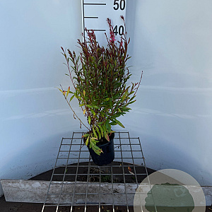 Gaura l. 'Siskiyou Pink' 30-40 cm C1.3