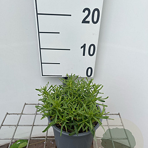 Iberis semp. 'Fischbeck' GM C1.3