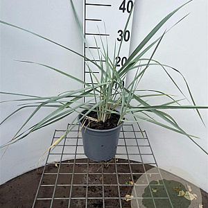 Leymus arenarius 30-40 cm 2,5L