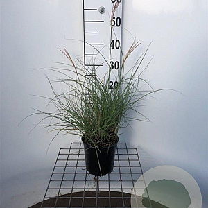 Miscanthus sin. 'Adagio' 30-40 cm 2,5L