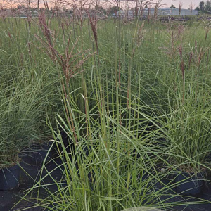 Miscanthus sin. 'Ferner Osten' GM 10L