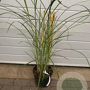 Miscanthus sin. 'Malepartus' GM C5