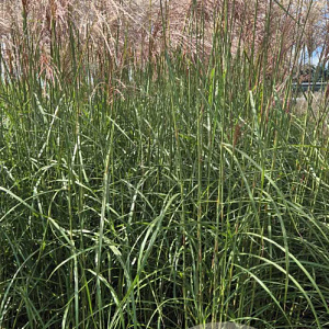 Miscanthus sin. 'Malepartus' GM 10L