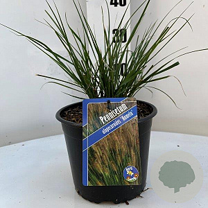 Pennisetum al. 'Hameln' GM C3