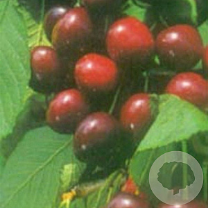 Prunus a. 'Bigarreau Burlat' 20-25 HA container