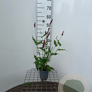 Persicaria a. 'Speciosa' GM C1.3