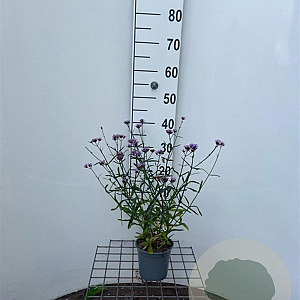 Verbena bon. 'Lollipop' 30-40 cm C1.3