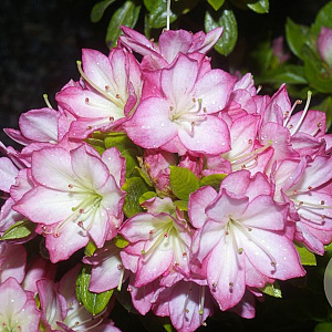 Rhododendron (AJ) 'Peggy Ann' 25-30 cm 4,0L