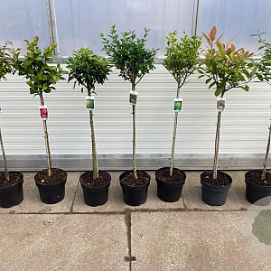 Prunus Gemengd 80 cm stam 10L kroon