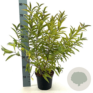 Prunus glandulosa 30-40 cm 3,0L