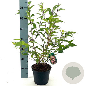 Prunus incisa 'Paean' 30-40 cm 3,0L