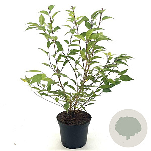 Prunus incisa 'Paean' 30-40 cm 3,0L