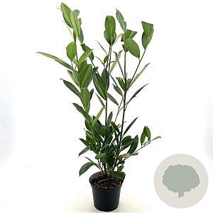 Prunus l. 'Caucasica' 60-65 cm 3,0L