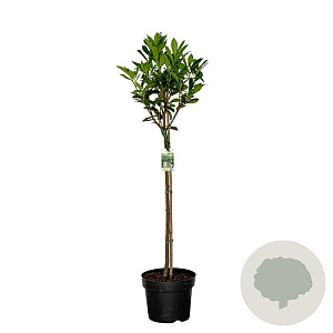 Prunus l. 'Caucasica' 80 cm stam 10L bol
