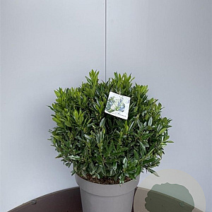 Prunus l. 'Gajo' 45-50 cm 20L bol