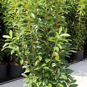 Prunus l. Genolia 175-200 cm 20L