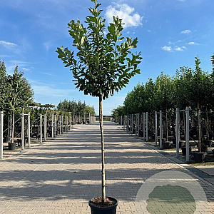 Prunus l. 'Novita' 10-12 HO 45L