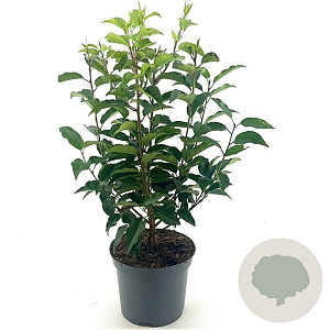 Prunus lusitanica 50-60 cm 3,0L