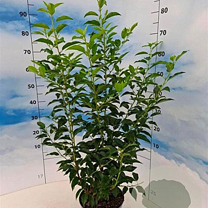 Prunus lusitanica 'Angustifolia' 50-60 cm 5,0L