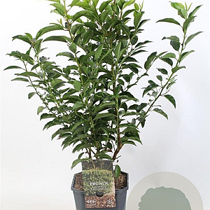 Prunus lusitanica 'Angustifolia' 50-60 cm 5,0L