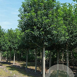 Prunus lusitanica 'Angustifolia' 20-25 HO draadkluit