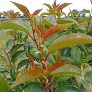 Prunus lusitanica 'Ybrazo01' 12-14 HO draadkluit geveerd