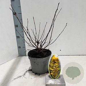 Physocarpus opulif. 'Dart's Gold' 30-40 cm 2,0L