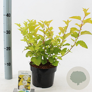 Physocarpus opulif. 'Dart's Gold' 30-40 cm 2,0L