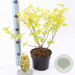Physocarpus opulif. 'Dart's Gold' 30-40 cm 2,0L