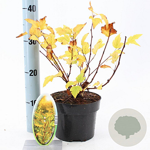 Physocarpus opulif. 'Dart's Gold' 30-40 cm 2,0L