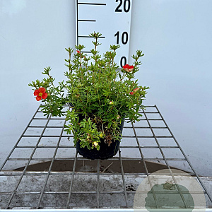 Potentilla f. Marian Red Robin 25-30 cm C1.3
