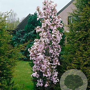 Prunus ser. 'Amanogawa' 10-12 HO 45L geveerd