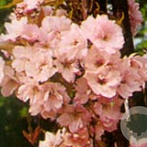 Prunus ser. 'Amanogawa' 10-12 HO 45L geveerd