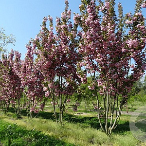 Prunus ser. 'Kanzan' 16-18 HO draadkluit 200 cm stam LEIVORM