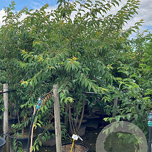 Prunus subh. 'Autumnalis' 200-250 cm 50L