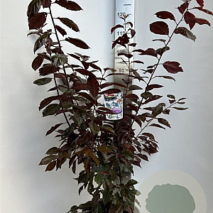 Prunus 'Trailblazer' 100-125 cm P27