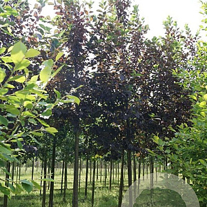 Prunus virginiana 'Shubert' 14-16 HO draadkluit