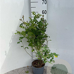 Rosa (o) canina 60-80 cm 2,0L