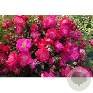 Rosa (H) Riant GM 1.5